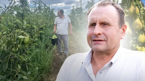 Як вінницька родина вирощує груші: поради та секрети врожаю