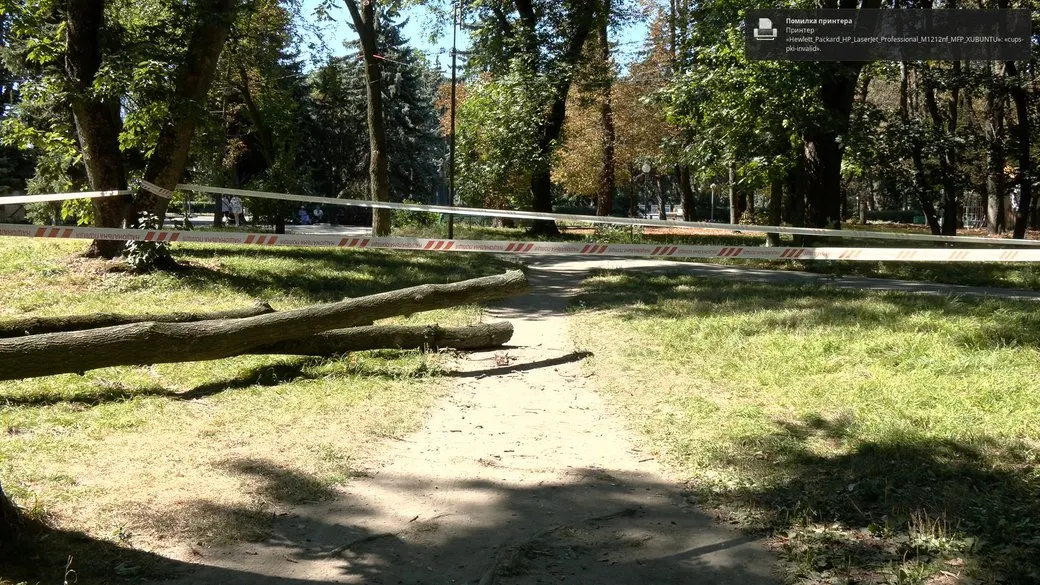 Впало дерево у парку: що робити постраждалим і як отримати компенсацію