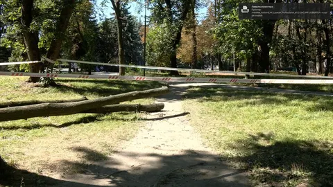 Впало дерево у парку: що робити постраждалим і як отримати компенсацію
