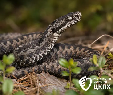 Укус гадюки на Рівненщині: як вберегтися та що робити