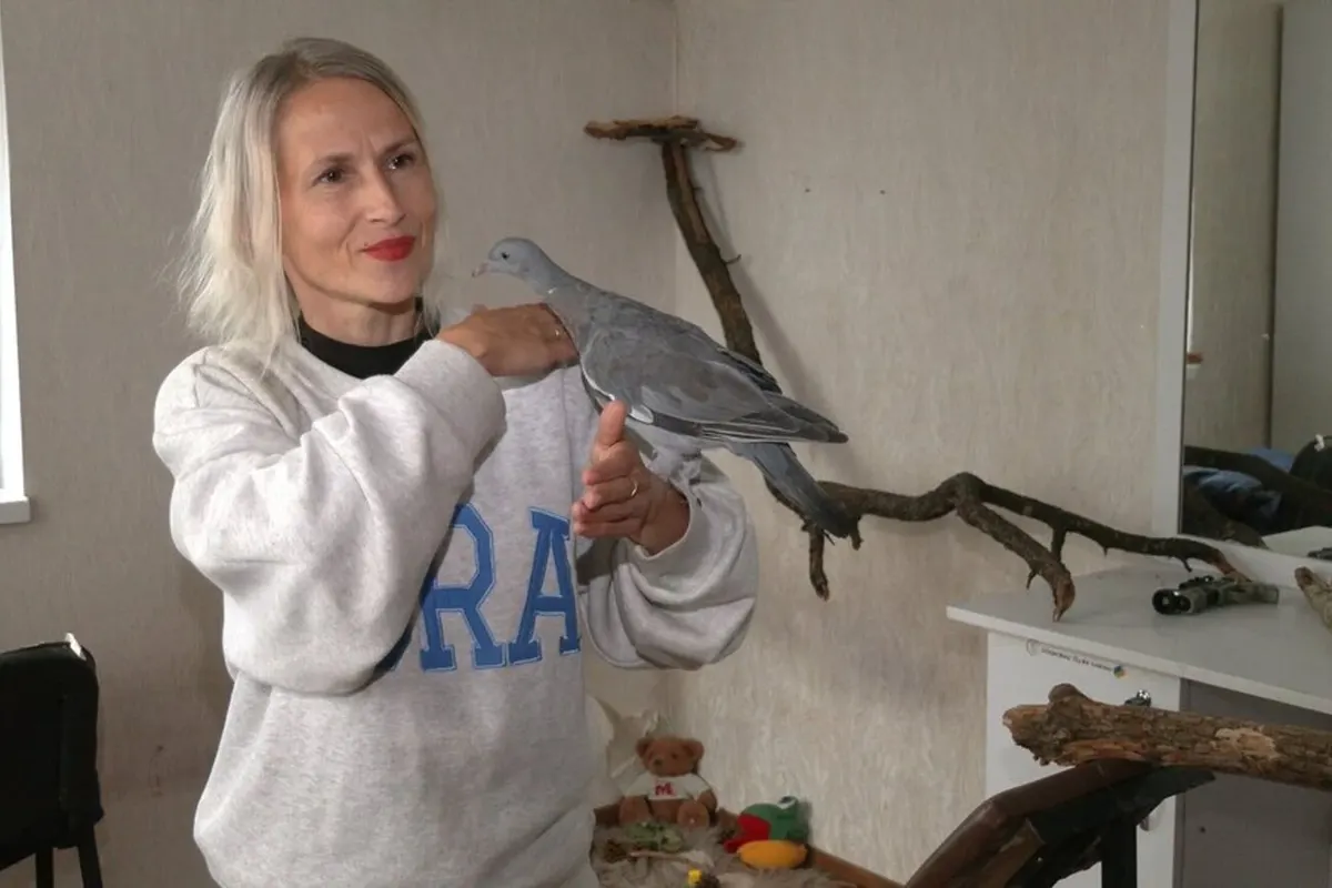 Як чернігівка врятувала диких голубів: історія та поради