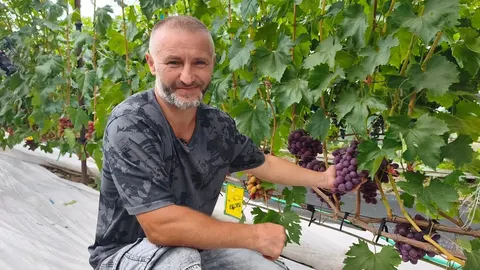 Волинський «маленький Крим»: як виростити 50 сортів винограду на п'яти сотках