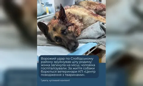 Як допомогти тварині після обстрілу: історія вівчарки з Харкова