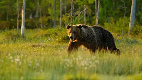 Як уберегтися від зустрічі з ведмедем у лісі: поради