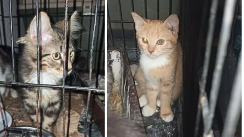 У Черкасах шукають родини для котів з Краматорська