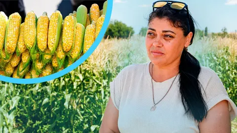 Солодка кукурудза з Березівки: як родина перетворила хобі на прибуткову справу