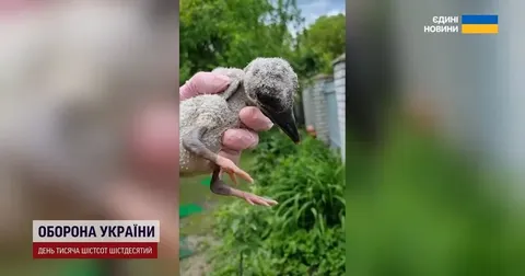 Пташеня лелеки випало з гнізда — родина під Києвом виростила його й навчила літа