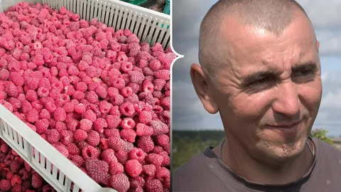 Малина замість картоплі: досвід волинської родини, який варто розглянути