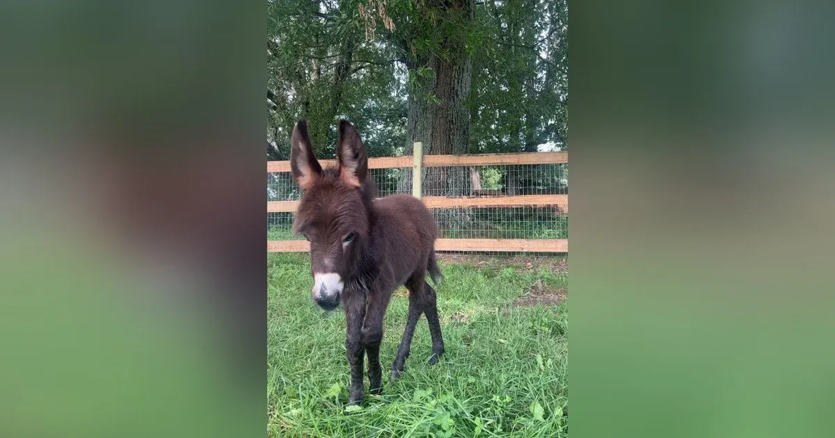 Поліцейський застрелив віслюка на пасовищі: як родина домагається справедливості