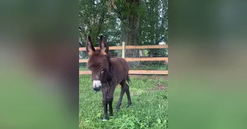 Поліцейський застрелив віслюка на пасовищі: як родина домагається справедливості