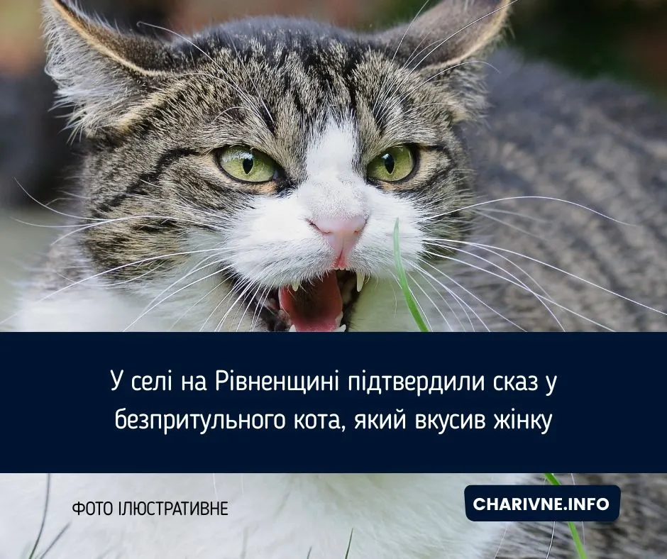 Сказ у селі на Рівненщині: що робити, якщо вас вкусив кіт