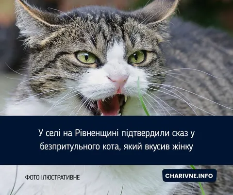 Сказ у селі на Рівненщині: що робити, якщо вас вкусив кіт